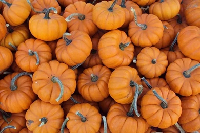 File:Mini Pumpkins.jpg   Wikimedia Commons