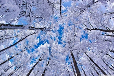 Looking Up Through Trees, Winter HD Desktop Wallpapers : High ...
