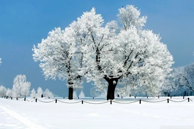 White Tree   Winter HD Desktop Wallpapers : Widescreen : High ...