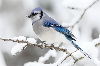 Beautiful Bird Winter HD Desktop Wallpapers : Widescreen : High ...