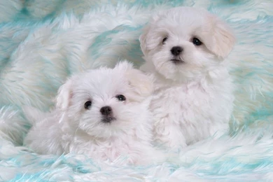 Cute White Puppies Wallpapers : Animal House