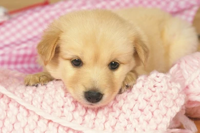 1600*1200 Cute Puppies Photos   Lovely Puppy Portraits 1600x1200 ...