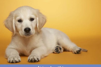 Puppy   Cute Puppies Wallpapers (31466977)   Fanpop