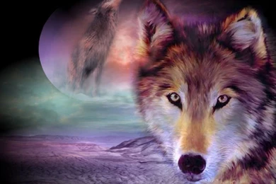 803 Wolf HD Wallpapers