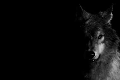 Wolf Backgrounds Quotes. QuotesGram