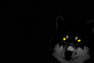 Wolf Backgrounds Pictures