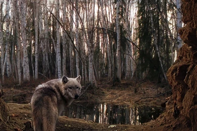 Full HD 1080p Wolf Wallpapers HD, Desktop Backgrounds 1920x1080