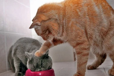 Cat Wallpapers 1440x900 Wallpapers,other 1440x900 Wallpapers ...