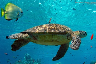 Wall Paper Wallpapers   2176