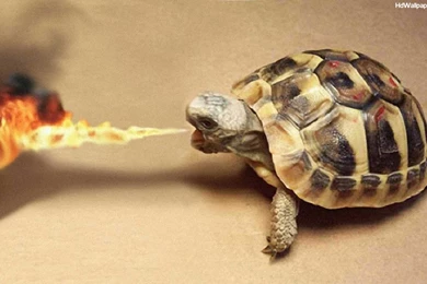 Cool Wallpapers HD 1080p Widescreen For PC Best HD Desktop ...