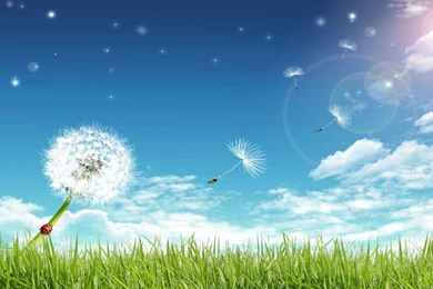 Beautiful Summer Backgrounds   Pix For Web