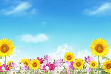 Summer Backgrounds Wallpapers And Backgrounds