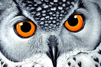 A Selection Of 10 Images Of Owl In HD Quality