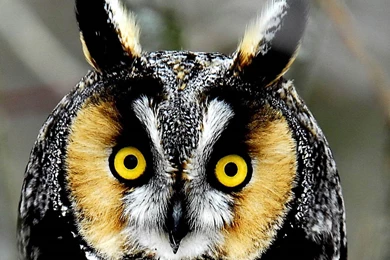 Free Owl Wallpapers Download Wallpapers And Backgrounds   Animals Town