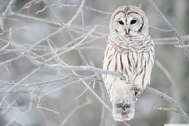 White Owl Wallpapers