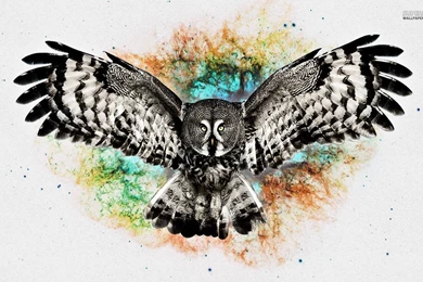Owl Wallpapers   Digital Art Wallpapers