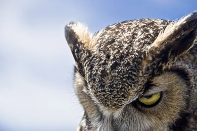 Night Owl Wallpapers