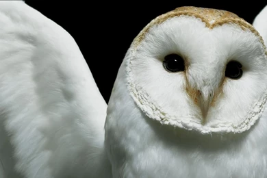 Owl Wallpapers Widescreen