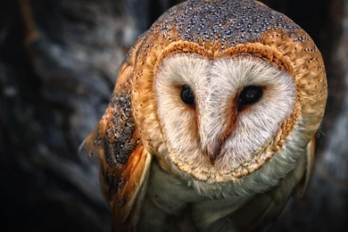 Owl Wallpapers High Resolution