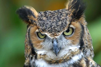 Free Owl Wallpapers Download   Animals Town