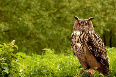 Download Wallpapers 3840x2160 Owl, Birds, Grass, Herbs, Predator 4K ...
