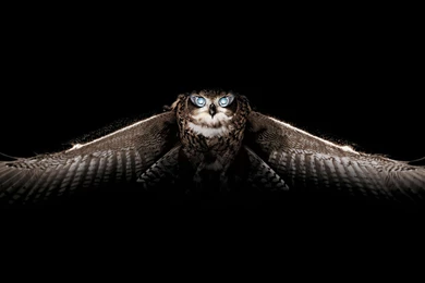 Magnificent Owl Wallpapers