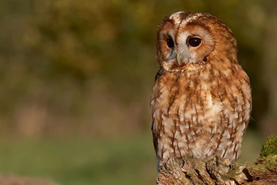 Owl HD Wallpapers And Backgrounds