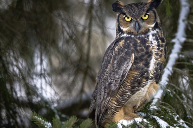 Owl Wallpapers Desktop Backgrounds