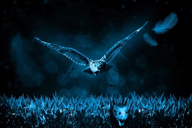 Great Owl Wallpapers
