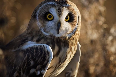 Owl Wallpapers For Desktop Backgrounds