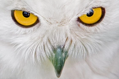 Owl Wallpapers 1464x839   (