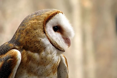 Owl With Big Orange Eyes Wallpapers