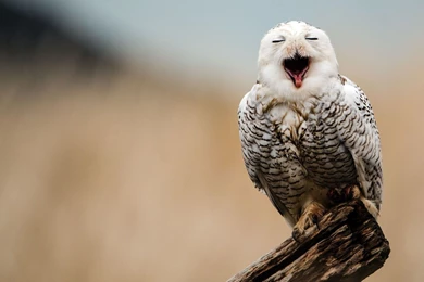 Snowy Owl Wallpapers   Animal Wallpapers