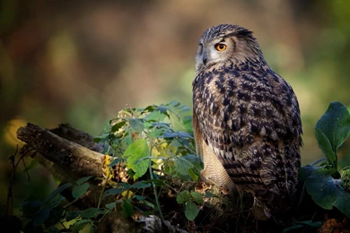 Owl Wallpapers Desktop