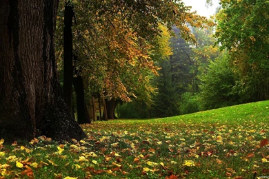 Wallpapers 1920x1080 nature 7.jpg