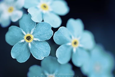 60 Beautiful Flowers Wallpapers [Wallpapers Wednesday]   Hongkiat