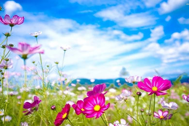 Flower Wallpapers 3662 Cool Wallpapers Full Size Attachment ...