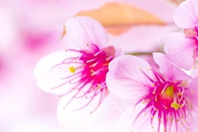 Flower Wallpapers STAY027