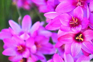 Beautiful Pink Flower Wallpapers