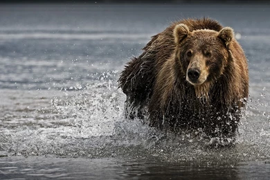 Wallpaper_animal_NC3