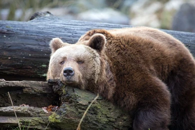 Cute Bear Wallpapers AH8   Pretty Wallpapers HD