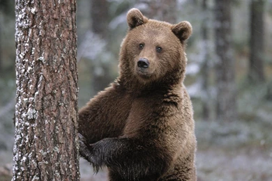 Bear Wallpapers Bears! Wallpapers (31446782) Fanpop