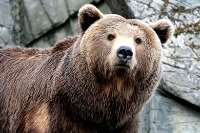 1920x1080 Brown Bear Wallpapers