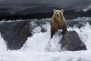 Sweet Bear Wallpapers R6M   Pretty Wallpapers HD