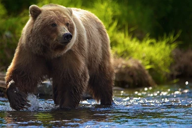 Bear Pictures For Desktop FJ8   Pretty Wallpapers HD