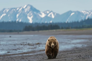 Grizzly Bear Backgrounds