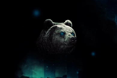 Bear Wallpapers HD By Tooyp On DeviantArt