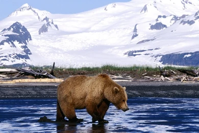 Bear Wallpapers   Bears! Wallpapers (31446779)   Fanpop