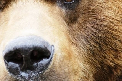 640x960 Bear Iphone 4 Wallpapers