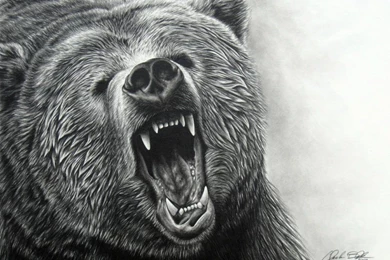 Bear Standing Attacking   Wallpaper.